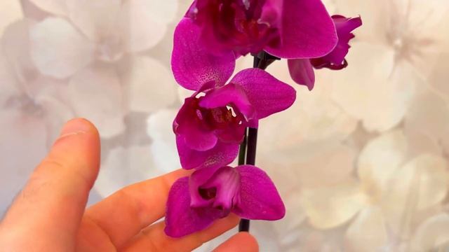 Моя первая ОРХИДЕЯ ПЕЛОРИК. Откопал на УЦЕНКЕ. Стелленбош. смотреть онлайн