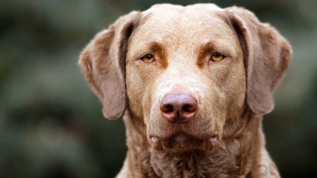 ► Chesapeake Bay Retriever [2019] Rasse, Aussehen & Charakter смотреть онлайн