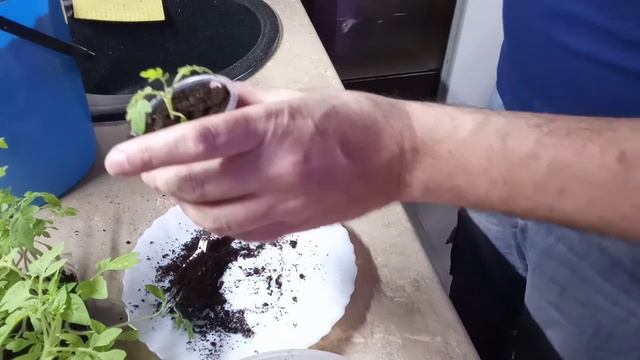 Как пикировать переросшую рассаду томатов смотреть онлайн