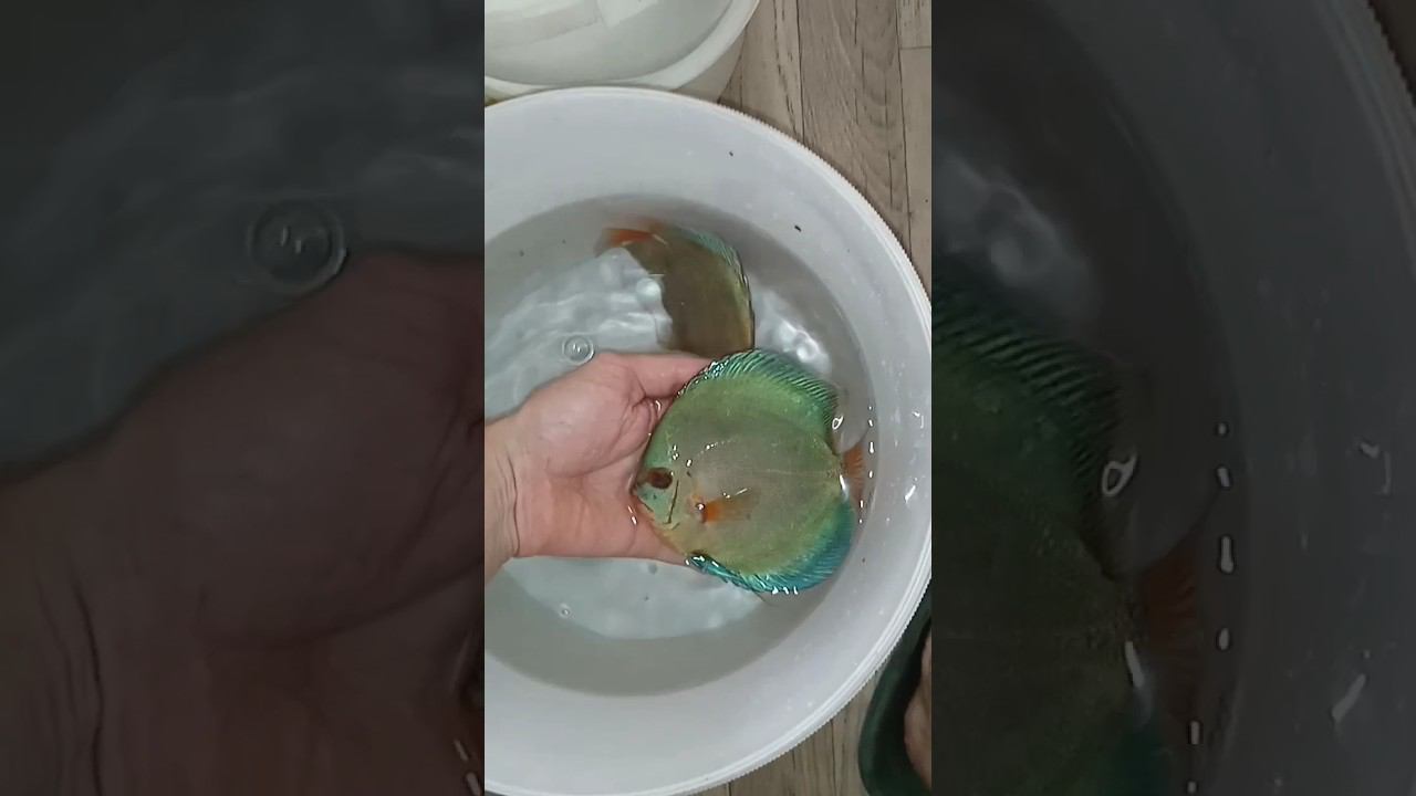 Отправка Красоток Алмазов в Москву #aquarium #discus #аквариумныерыбки #shorts смотреть онлайн
