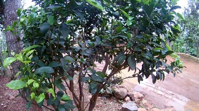 Citrus Reticulata - Mandarin Orange Fruit Tree