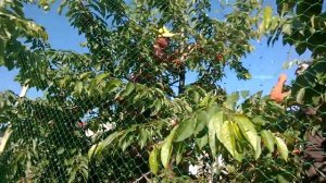 Сетка защитная от птиц