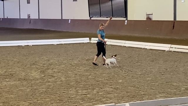 Собака танцует Dog dance Тимошина Светлана & Тимона Терр. Разминка. 23.07.2022 смотреть онлайн