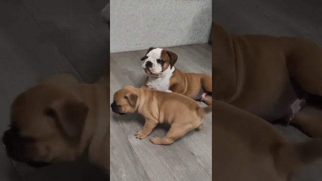 Щенок староанглийского бульдога, Валькирия 😈Девочка с дьявольскими бровками. смотреть онлайн