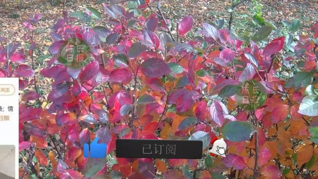 【陈氏日报8月2日】#肖战 总是被一些混淆视听的人乱磕CP关系？《#玉骨遥》八月中旬播出？粉丝都说造型师是在浪费热巴的美貌？#xiaozhan  #dilireba