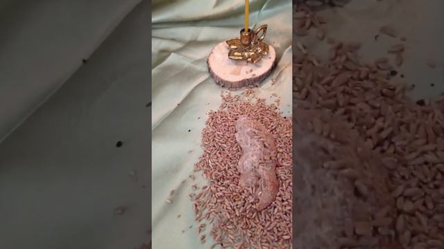 495.) На достаток в дом . смотреть онлайн