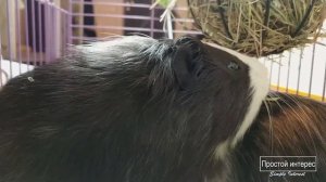 Купили вторую морскую свинку