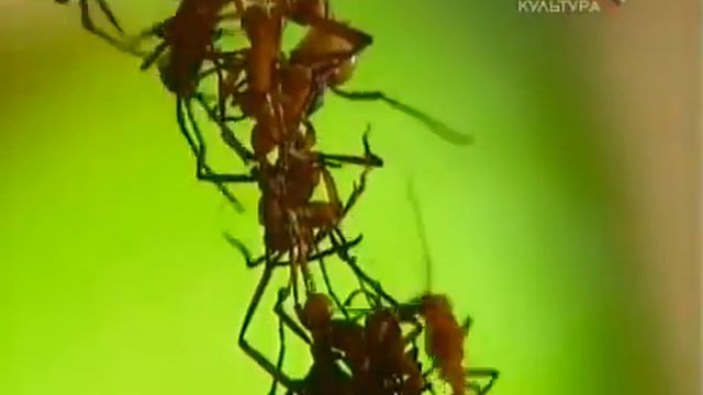 Город муравьев смотреть онлайн