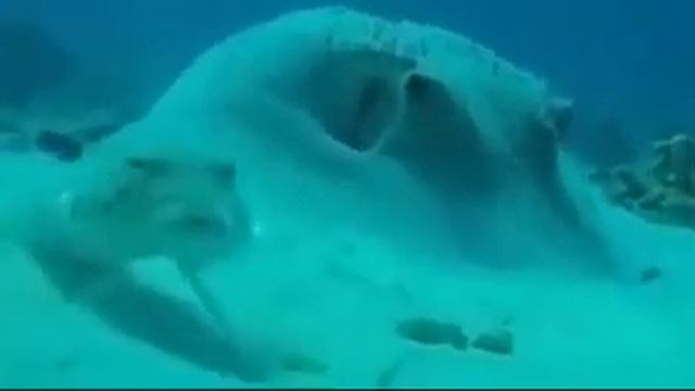 ПОДОЗРИТЕЛЬНАЯ РЫБА смотреть онлайн