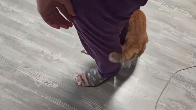 #Dandikot. Куда делся Барсик? смотреть онлайн