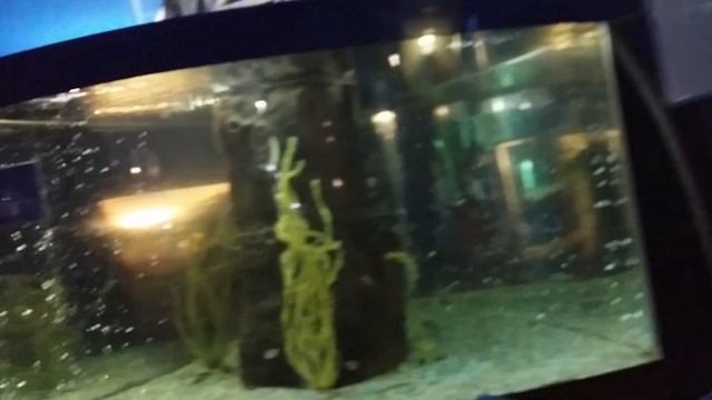 Самый большой океанариум в Геленджике. Цены.