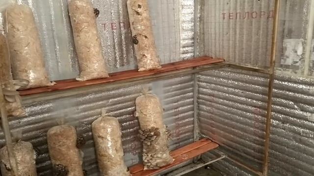 Вешенки на Дробленой соломе и своем мицелии смотреть онлайн