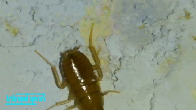Insect Species - American Cockroach Nymph (Periplaneta americana) смотреть онлайн