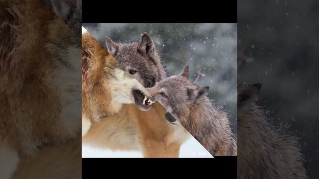 Aleks Мир животных - волки смотреть онлайн