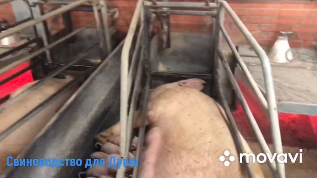 Oxytocin!Будьте осторожны с применением!