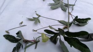 Размножение пассифлоры черенкованием