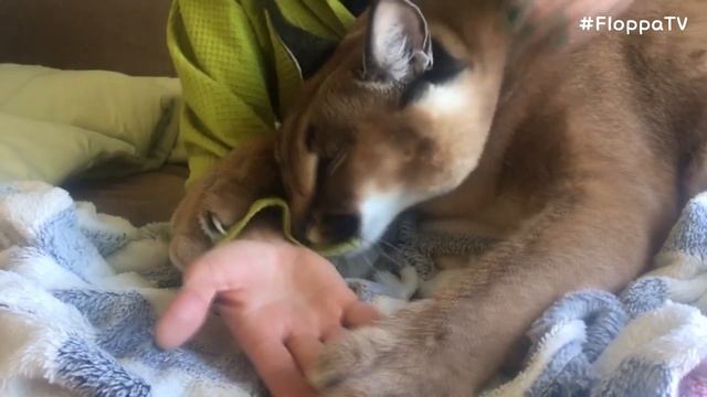 Big Floppa Loves to Stay with Mom : Caracal смотреть онлайн