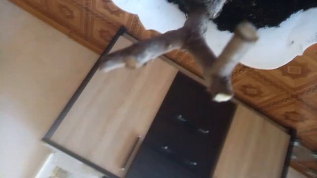 Только при такой обрезке фикус начнет новую жизнь. смотреть онлайн