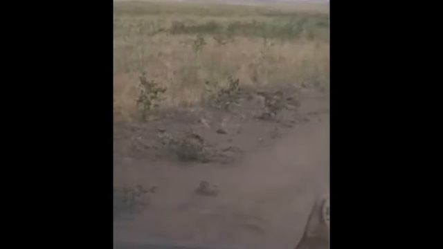 Драчливые сурки смотреть онлайн