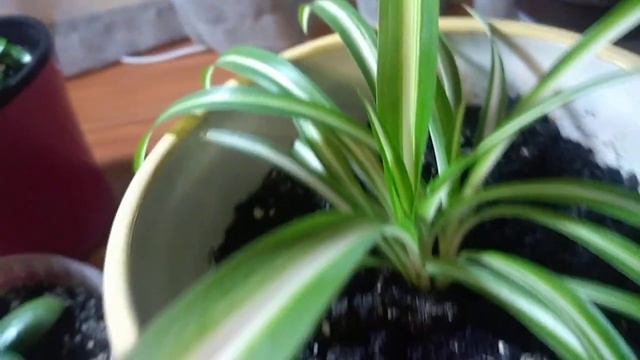 Краткий обзор некоторых комнатных растений🌱 смотреть онлайн