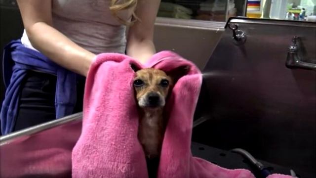 Собачка, потерявшая лапу, спала на обувной коробке и ждала помощи! смотреть онлайн