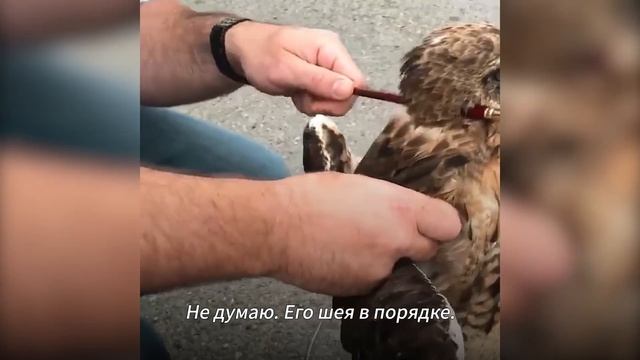 Что-то с Грохотом Врезалось в Машину. Увидев ТАКОЕ, Водитель Остолбенел смотреть онлайн