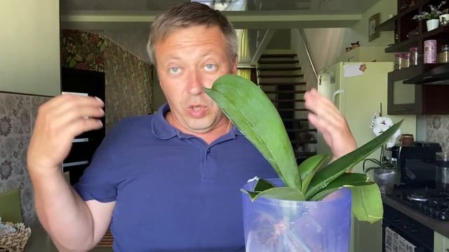 КОРНИ ОРХИДЕИ лучше растут и живут в ВОДЕ или корни орхидей в ВОЗДУХЕ без грунта смотреть онлайн