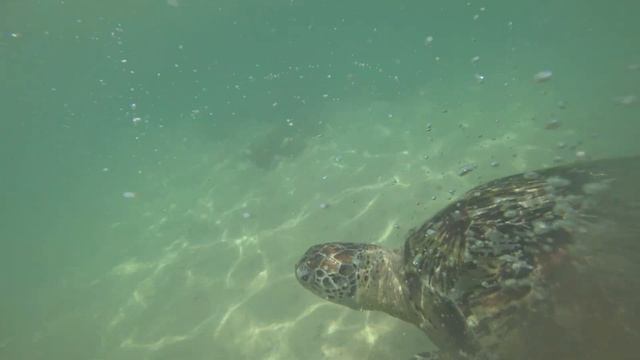 Черепахи морские на пляже Turtle beach в Шри-Ланка. Купание с морскими черепахами. Sri Lanka. смотреть онлайн