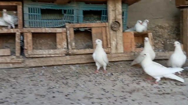 Белые голубы моего дядя. На оценку. Туркменистан город Мары. #белыеголуби #туркмения смотреть онлайн
