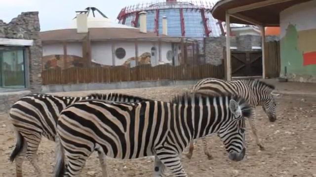 Путешествие в Минский городской зоопарк смотреть онлайн