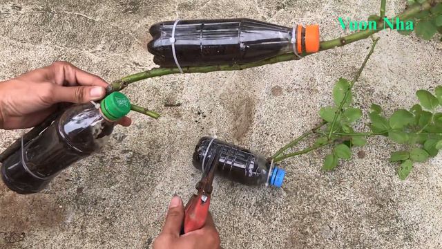 Nhân giống hoa hồng bằng chai nhựa | How do roses take root смотреть онлайн
