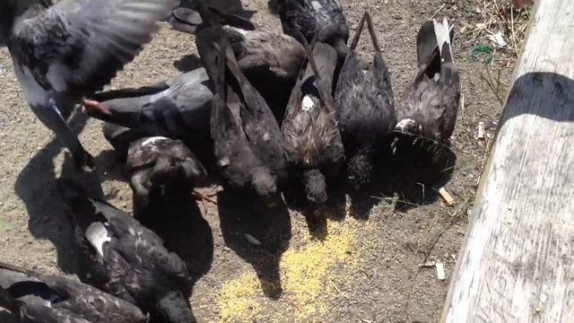 ЛУКИ-MEN: Кормит Голубей смотреть онлайн