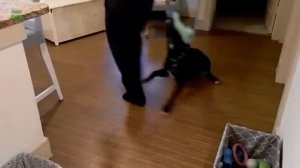 Собаки танцуют балет