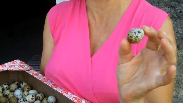 Как подбирать перепёлок смотреть онлайн