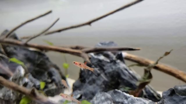I FINALLY stocked my Riverstream Biotope Fish Tank смотреть онлайн