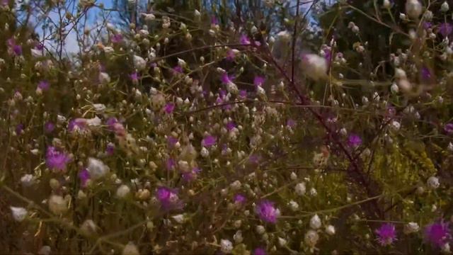 Слова смотреть онлайн