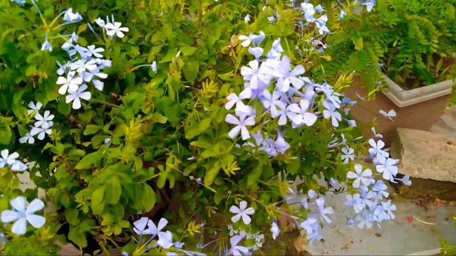 हमेशा रहते हैं ऐ पौधा लगाएं इनको/October Mein Lagaye Jane Wale Phoolo Ke Paudhe🌺