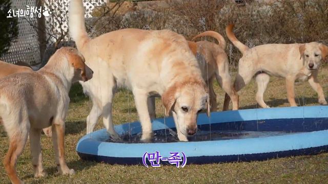 어마어마하게 큰 강아지 물그릇 смотреть онлайн