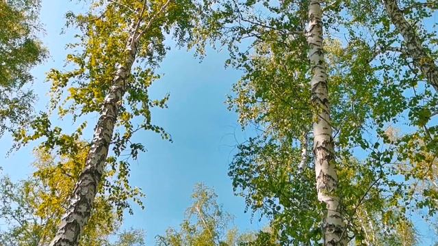 ? ?️ ? майский лес. Релакс: зелень и звуки природы. #Петропавловск #СеверныйКазахстан смотреть онлайн