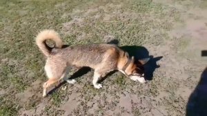 Метис Хаски и Овчарки. Чем отличается от других собак?