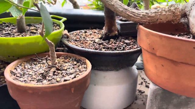 Too many final planting angles. TacoBonsai Sep of 23 смотреть онлайн