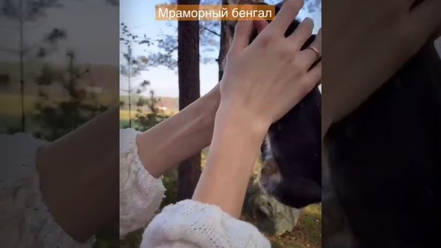 Бенгальский котёнок мраморного окраса смотреть онлайн