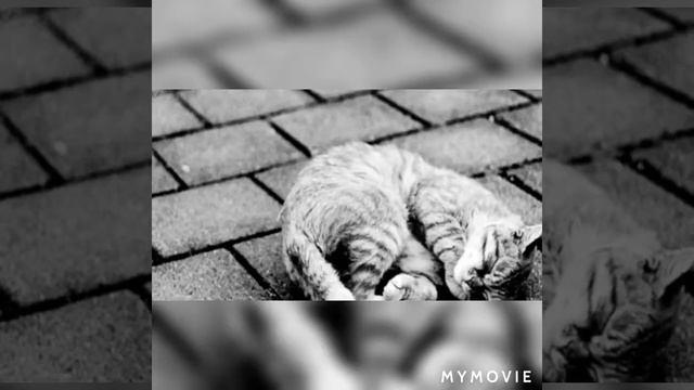 Уродливый кот смотреть онлайн