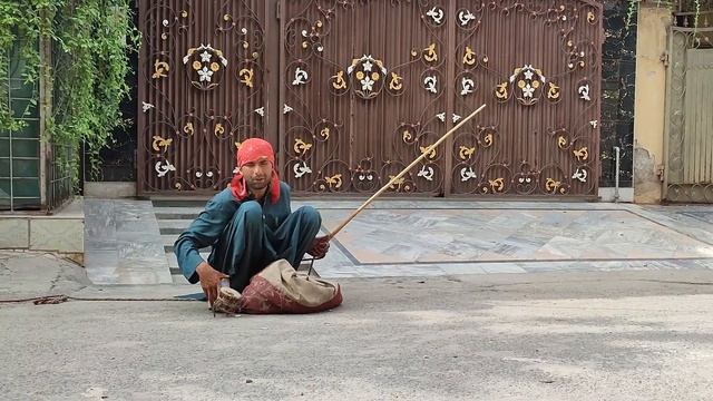 Bandar ka Tamasha | Bandar and Madari | Funny Bandar | Monkey funny videos | Punjabi khel смотреть онлайн