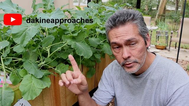 Dr Kratky | Kratky Method Hydroponics | DIY смотреть онлайн
