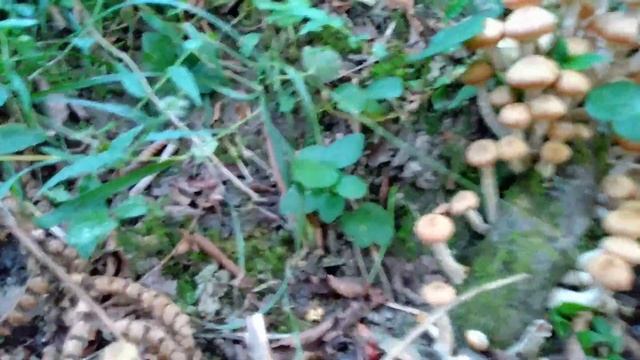 Опята в Сочи, 26 сентября Горное Лоо. смотреть онлайн
