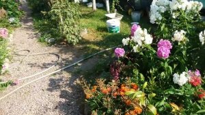 ФЛОКСЫ в моём саду. Болезни флоксов