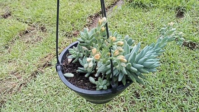 Dicas simples e fáceis de como cuidar da Sedum Brasil / Sedeveria Harry Butterfield смотреть онлайн