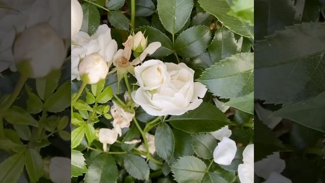 Pure white climbing Iceberg Roses #Shorts смотреть онлайн