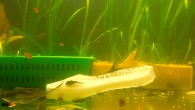 Ancistrus Dolichopterus, кормление взрослых и мальков Анциструса огурцом в аквариуме